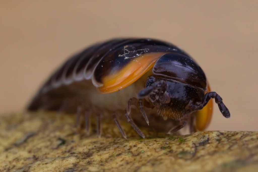 Glomeridae - Glomeris romana